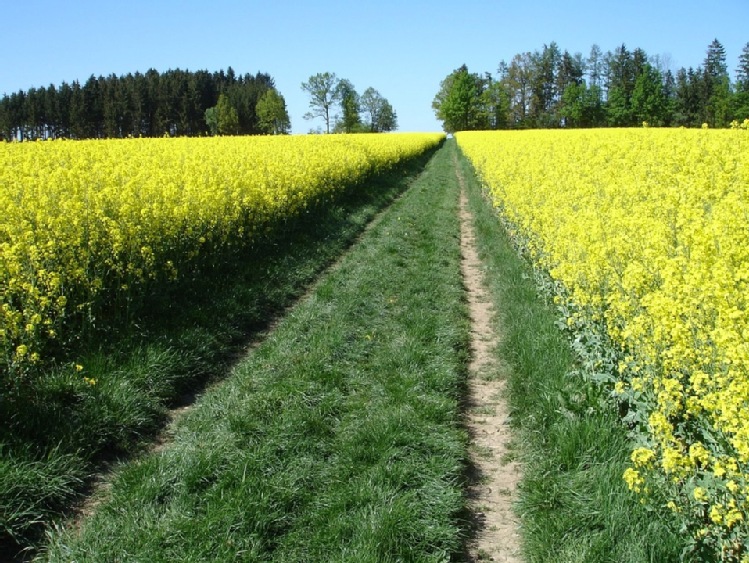 Nowe odmiany rzepaku w rejestrze